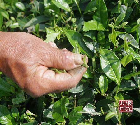 芒果体育山茶树属于一种常绿灌木白茶因口感独特而闻名(图1)