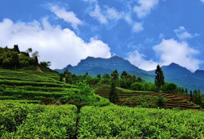 芒果体育峨眉山市12茶企集中亮相国际绿茶大会 向世界展示高山高端绿茶风采(图1)