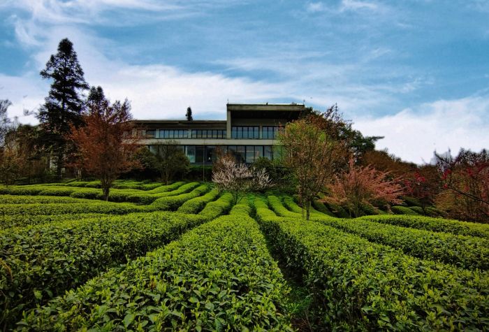 芒果体育峨眉山市12茶企集中亮相国际绿茶大会 向世界展示高山高端绿茶风采(图3)