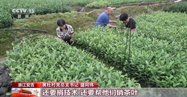 “中国白茶第一村”因何巨变芒果体育？种茶+卖茶还有“茶+N”产业融合(图1)