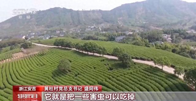 “中国白茶第一村”因何巨变芒果体育？种茶+卖茶还有“茶+N”产业融合(图3)